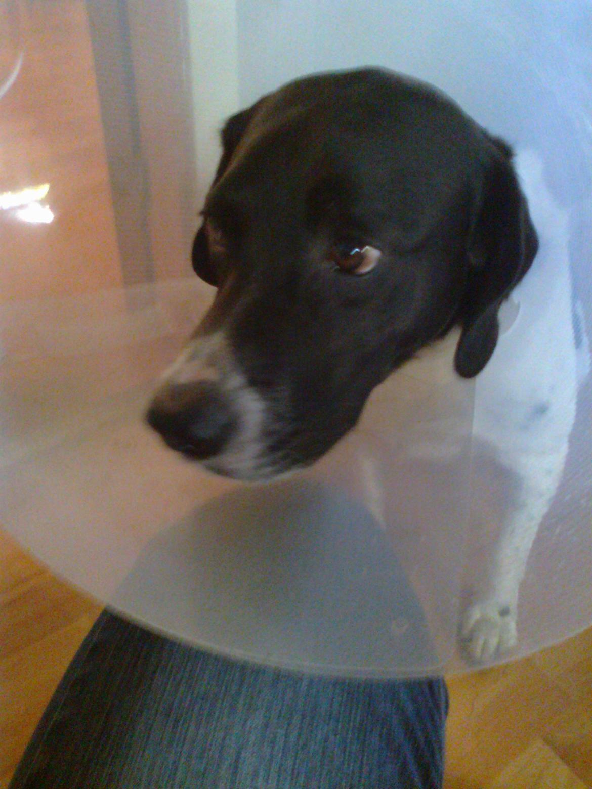 Blanding af racer <3Buster<3 - Rigtige venner tænker kun på det indeni <3 billede 14