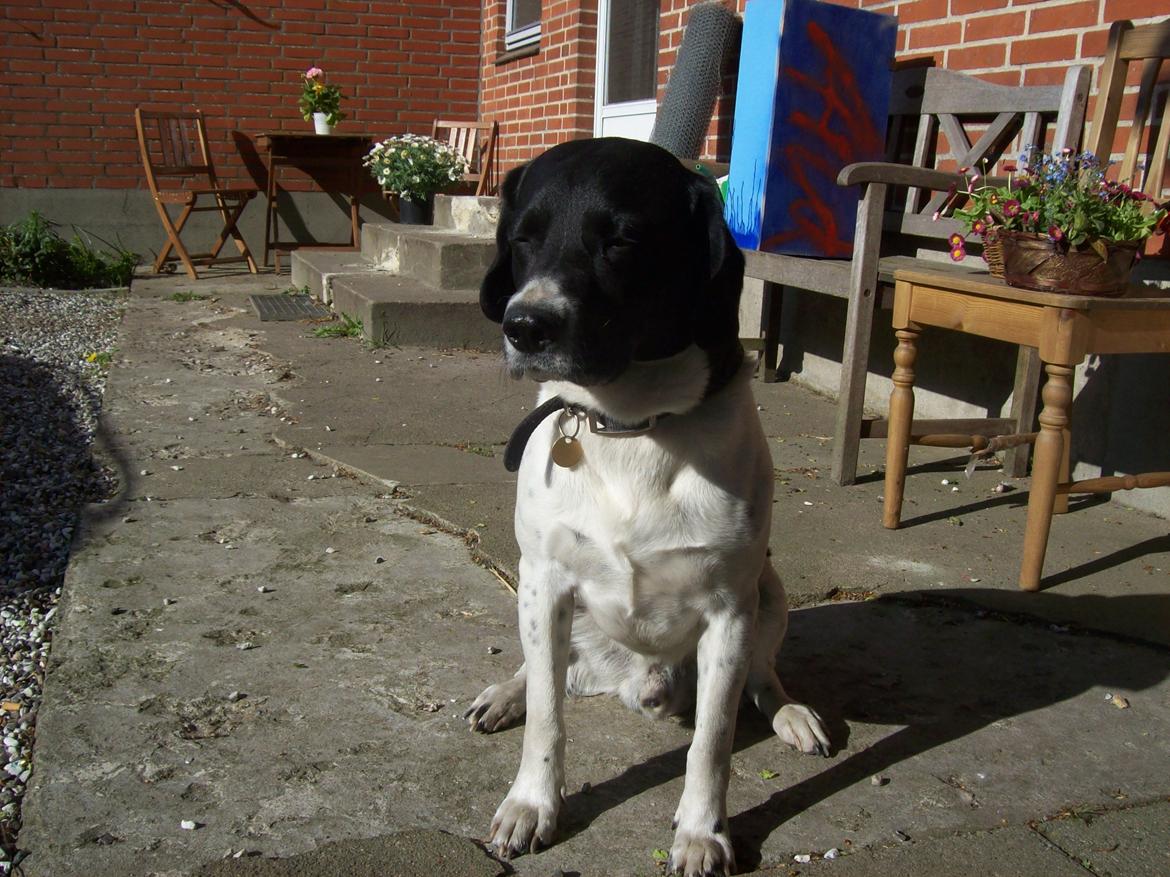 Blanding af racer <3Buster<3 - "Gode venner kan lave alt, men bedste venner kan lave intet" <3 billede 11