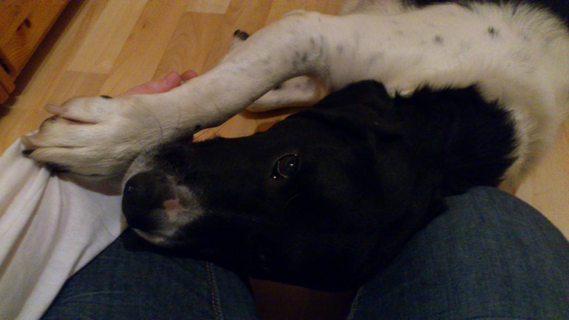 Blanding af racer <3Buster<3 - "Øjne kan smile, munden kan le, men smerten i hjertet kan kun du se" <3 billede 15