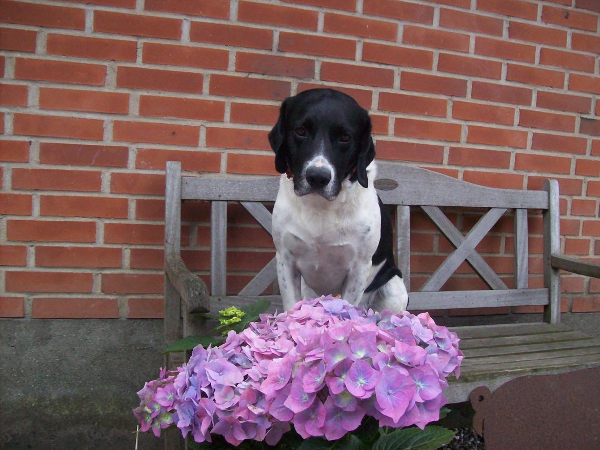 Blanding af racer <3Buster<3 - "En rigtig ven er en jeg lytter din ord, og er der for dig når du har brug for det" <3 billede 12