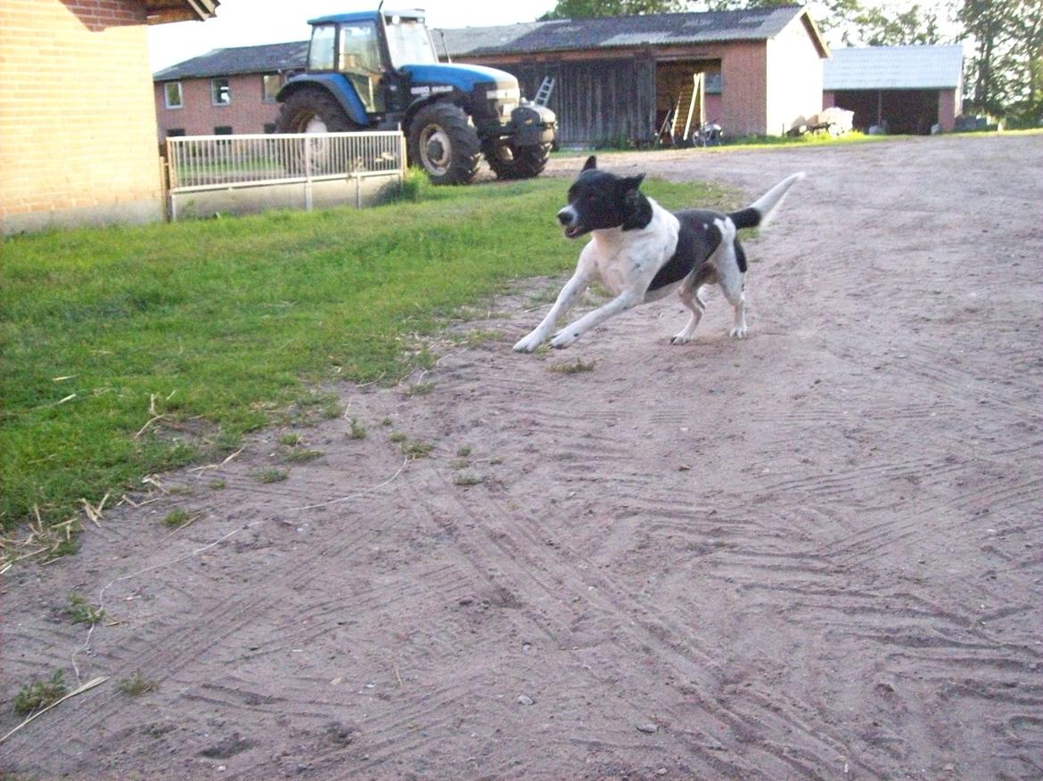 Blanding af racer <3Buster<3 - "Går du foran mig, vil jeg ikke følge dig. Går du bag mig vil jeg ikke fører an. Gå ved min side, og vær' blot min ven" <3 billede 13