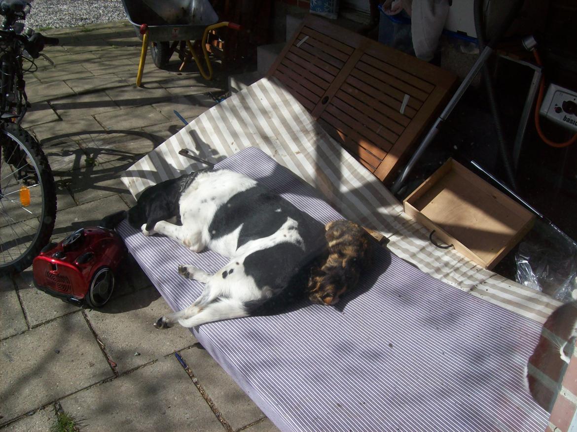 Blanding af racer <3Buster<3 - "Den dag du blev født regnede det, men det var ikke regn, det var himlen der græd, fordi den havde mistet en engel" <3 billede 17