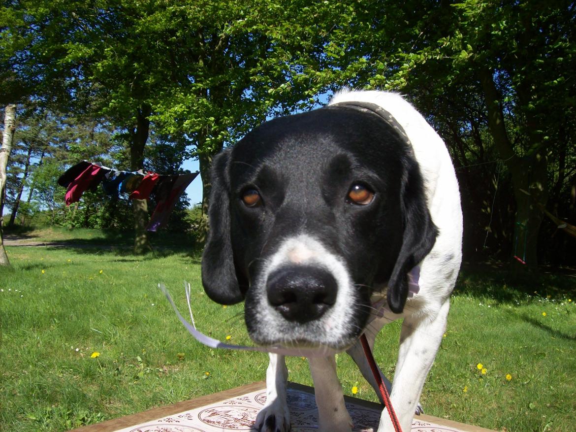 Blanding af racer <3Buster<3 - "Når nu min verden bliver kold og forladt, finder jeg en trøst i min kæreste skat" <3 billede 19