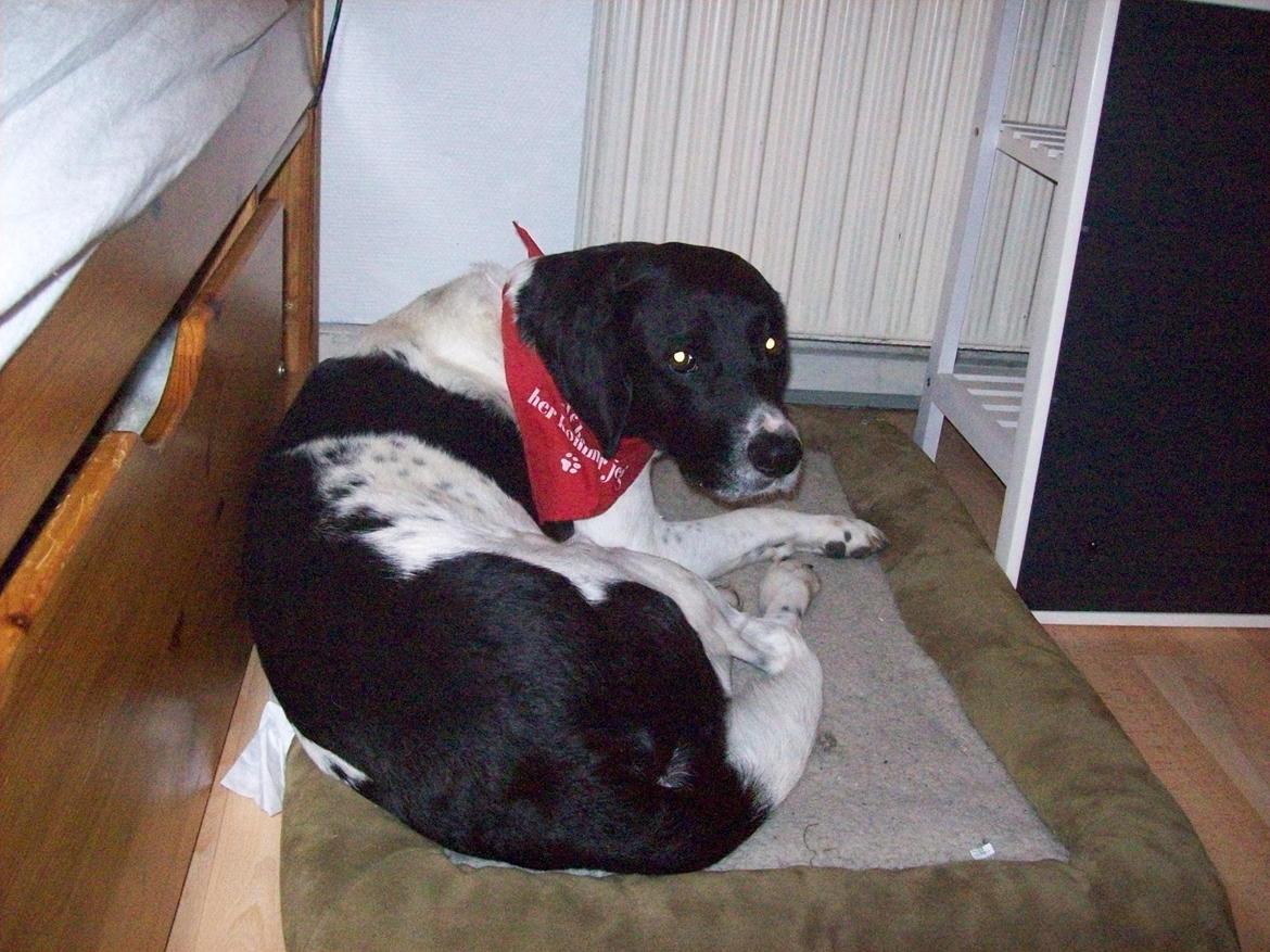 Blanding af racer <3Buster<3 - "Du ved alt om mig, men alligevel kan jeg se i dine øjne at du elsker mig" <3 billede 20