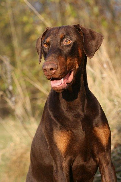 Dobermann Be-Barong Dumbledore aka Eddie billede 11