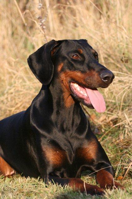 Dobermann Be-Barong Cadence -Holley RIP billede 20