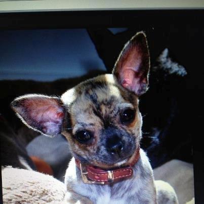 Chihuahua Beauty billede 1