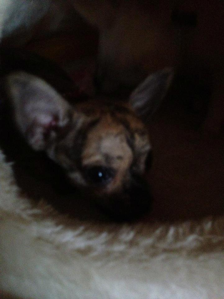 Chihuahua Beauty billede 4