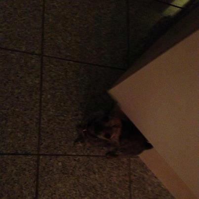 Chihuahua Beauty billede 5