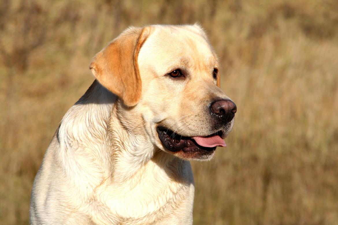 Labrador retriever Posters Yellow Moon (Ramses) - Ramses, 2 år gammel. billede 1