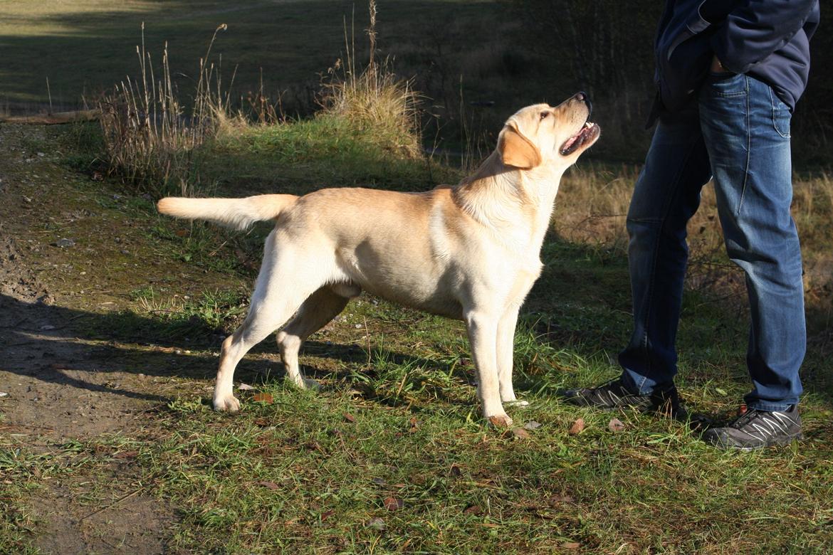 Labrador retriever Posters Yellow Moon (Ramses) - 2 år gammel, 3.11.2012 billede 2