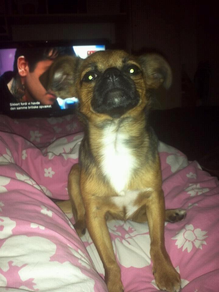 Blanding af racer Milo. billede 12