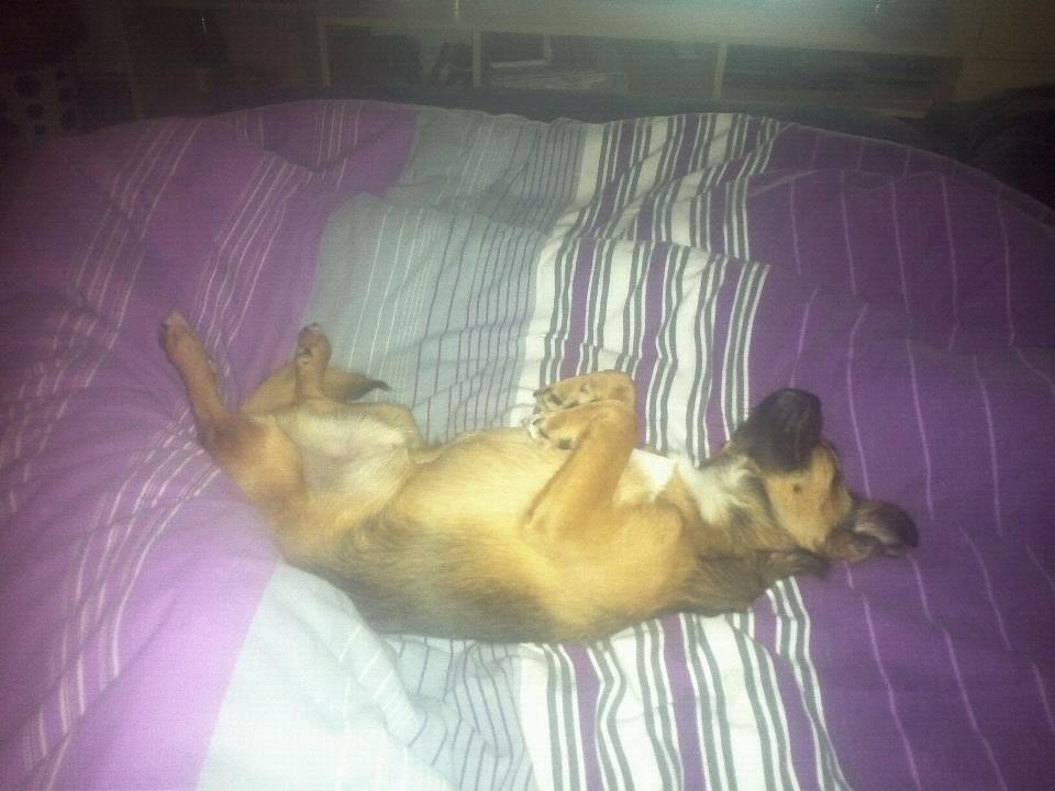 Blanding af racer Milo. billede 13