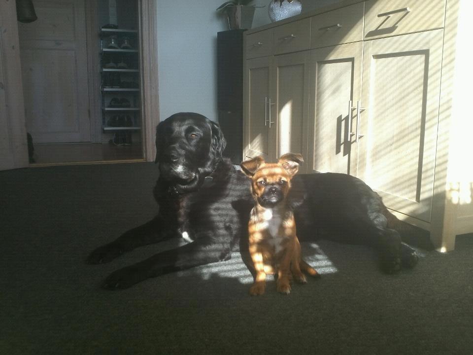 Blanding af racer Milo. billede 14