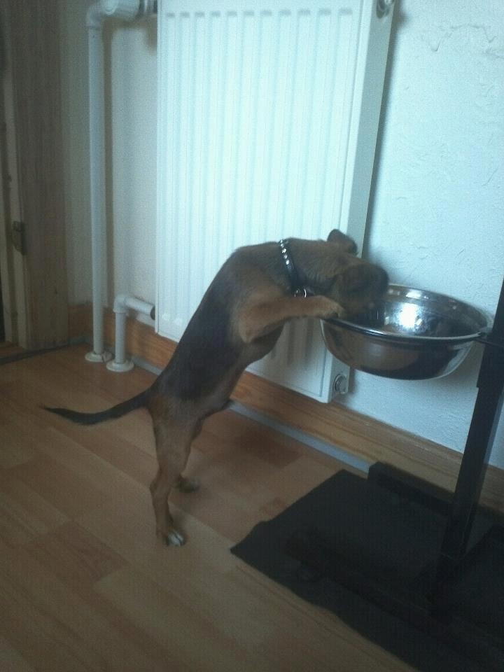 Blanding af racer Milo. billede 15