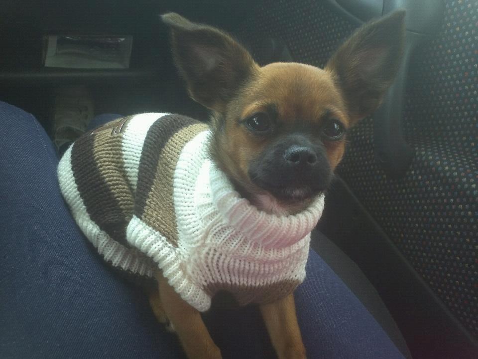 Blanding af racer Milo. billede 16