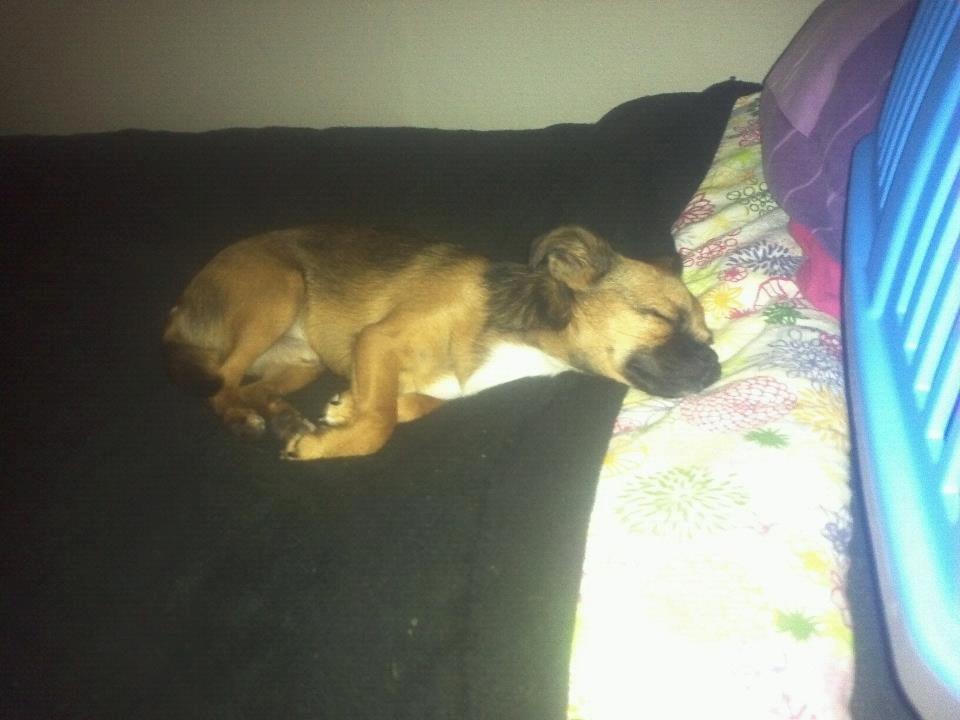 Blanding af racer Milo. billede 17