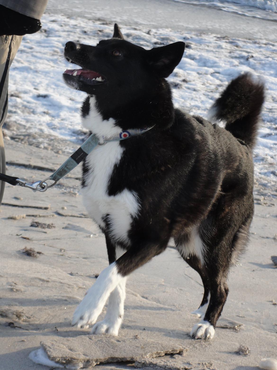 Karelsk bjørnehund Bella billede 1