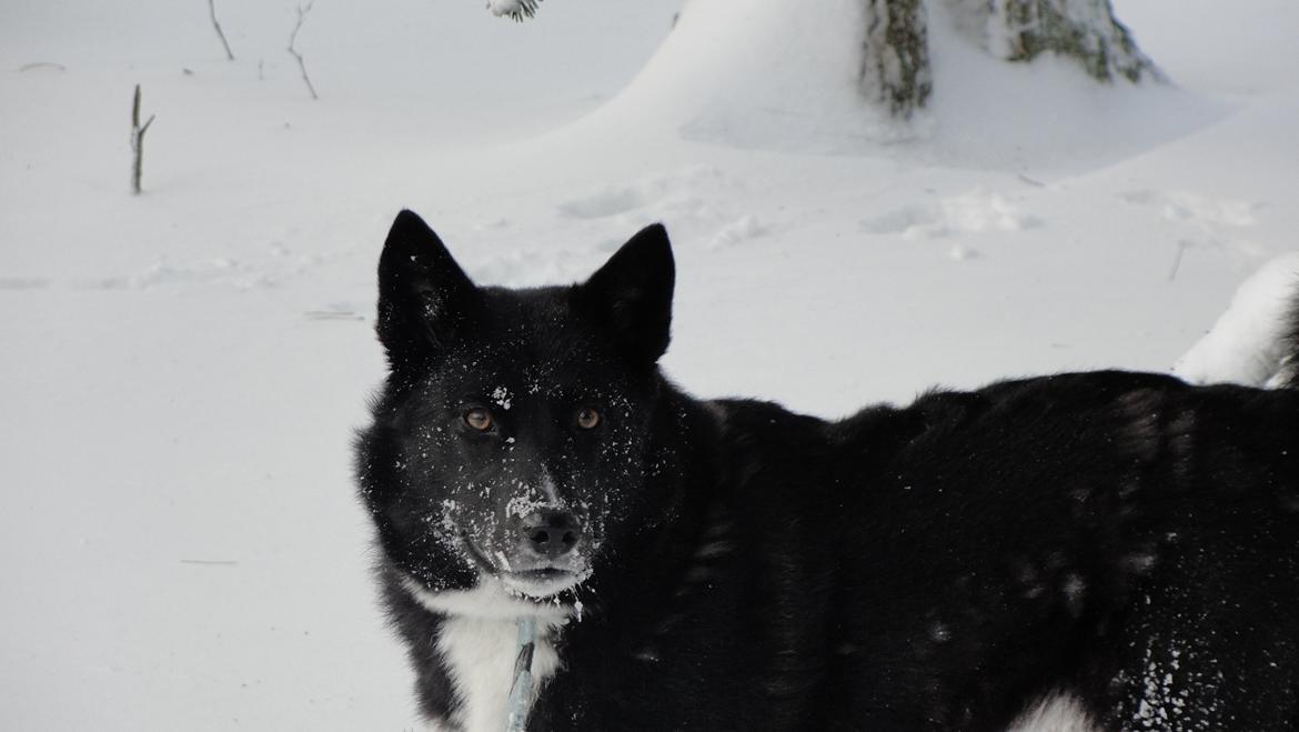 Karelsk bjørnehund Bella billede 2