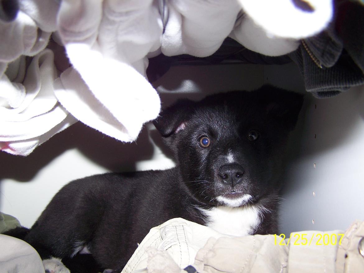 Karelsk bjørnehund Bella billede 3