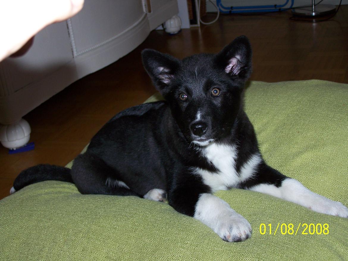 Karelsk bjørnehund Bella billede 4