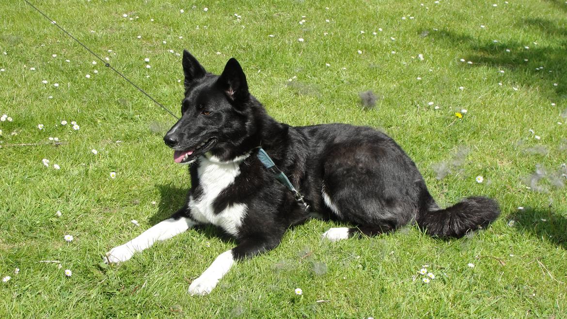 Karelsk bjørnehund Bella billede 5