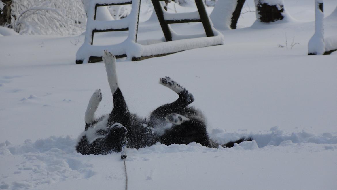Karelsk bjørnehund Bella billede 6