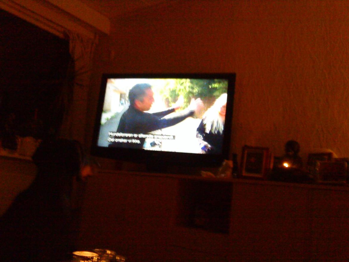 Blanding af racer Kenzo - Måske han kan lære noget af at se Cesar Millan... ;) billede 8