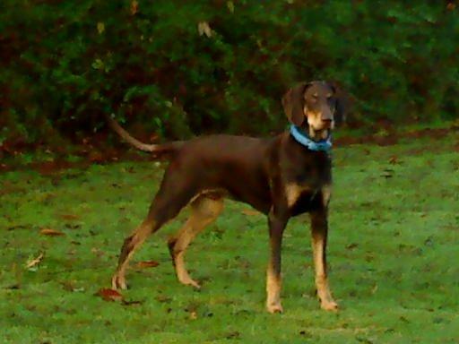 Blanding af racer Kenzo - Stor flot "dreng", 7 mdr. gammel. :) billede 9