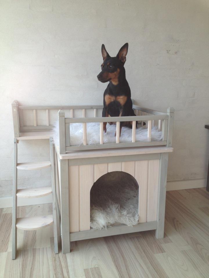 Blanding af racer Cisco - Så har hundene fået et udkigstårn, og det er blevet taget godt i brug.  billede 2