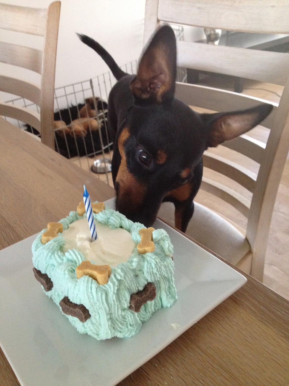 Blanding af racer Cisco - Så blev han 1 år.. billede 4