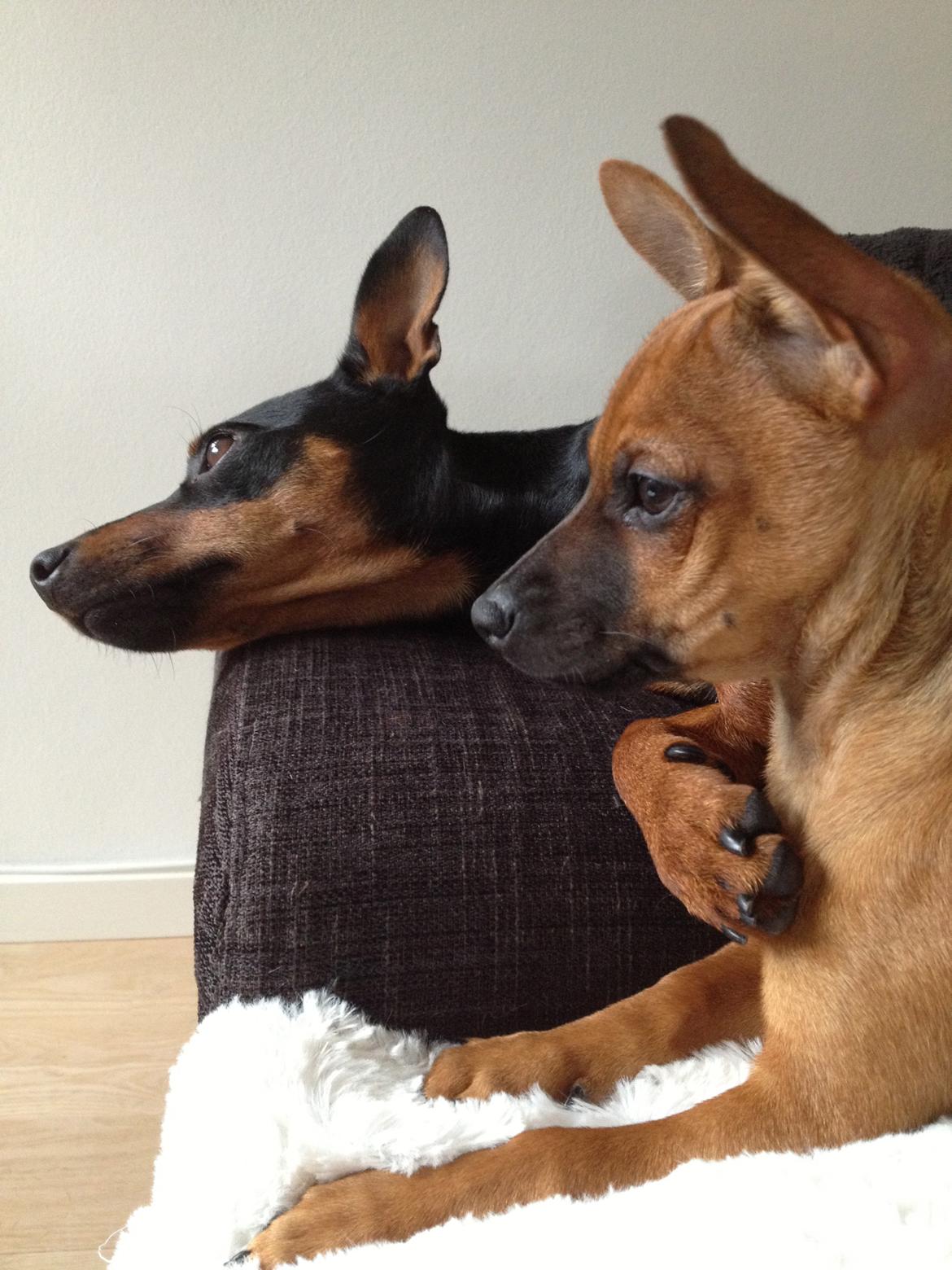 Blanding af racer Cisco - Her ligger han og hygger med hans søn swupper.. billede 3