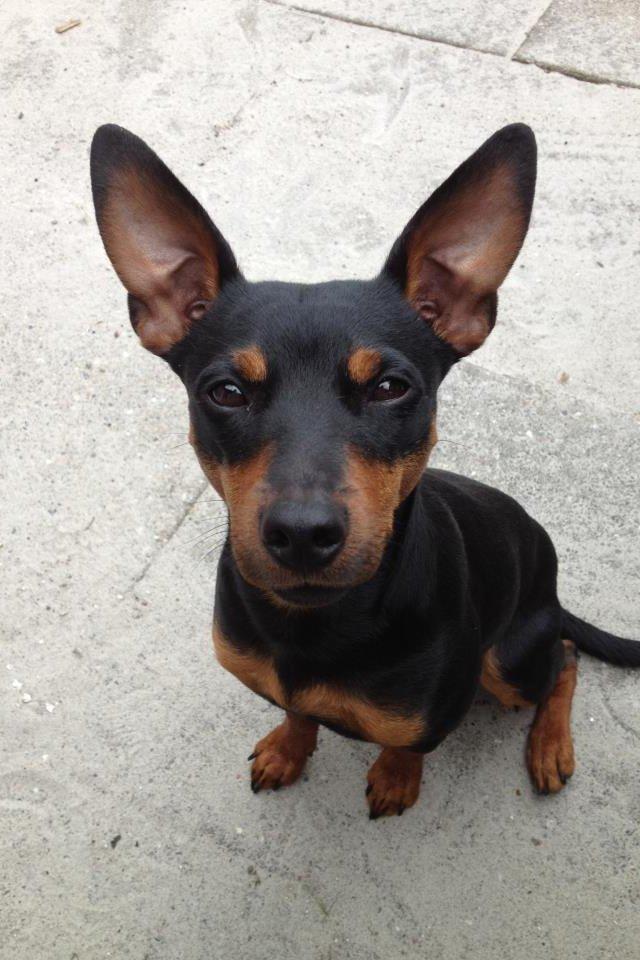 Blanding af racer Cisco billede 5