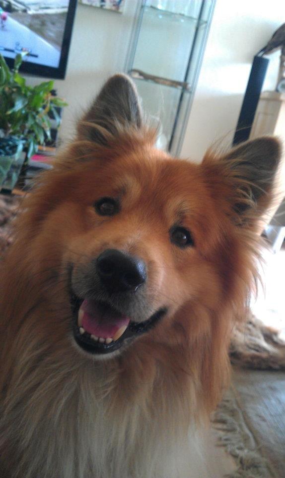 Islandsk fårehund Balto billede 1