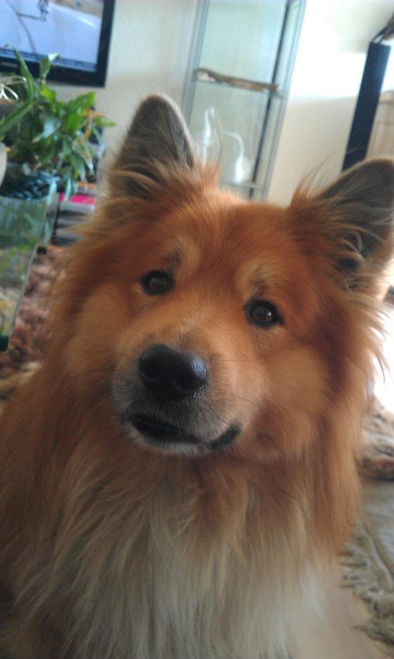 Islandsk fårehund Balto billede 2