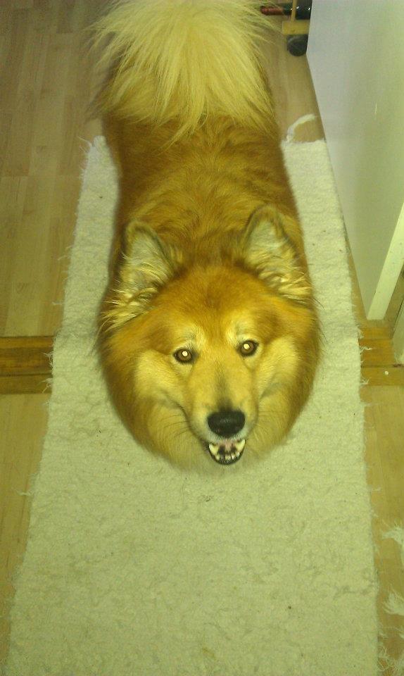 Islandsk fårehund Balto billede 3