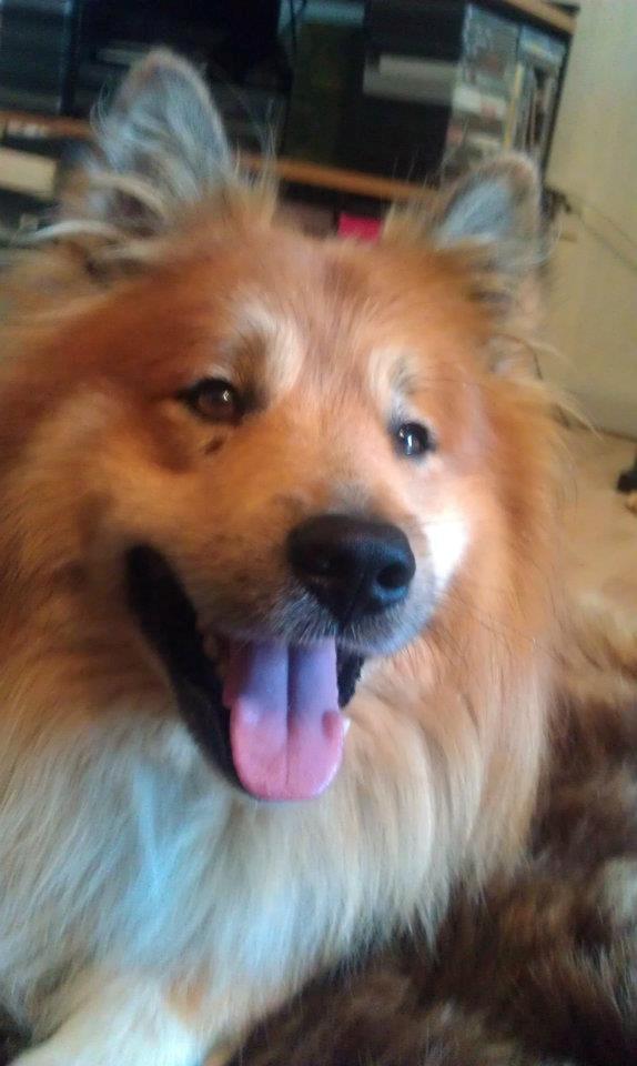 Islandsk fårehund Balto billede 4