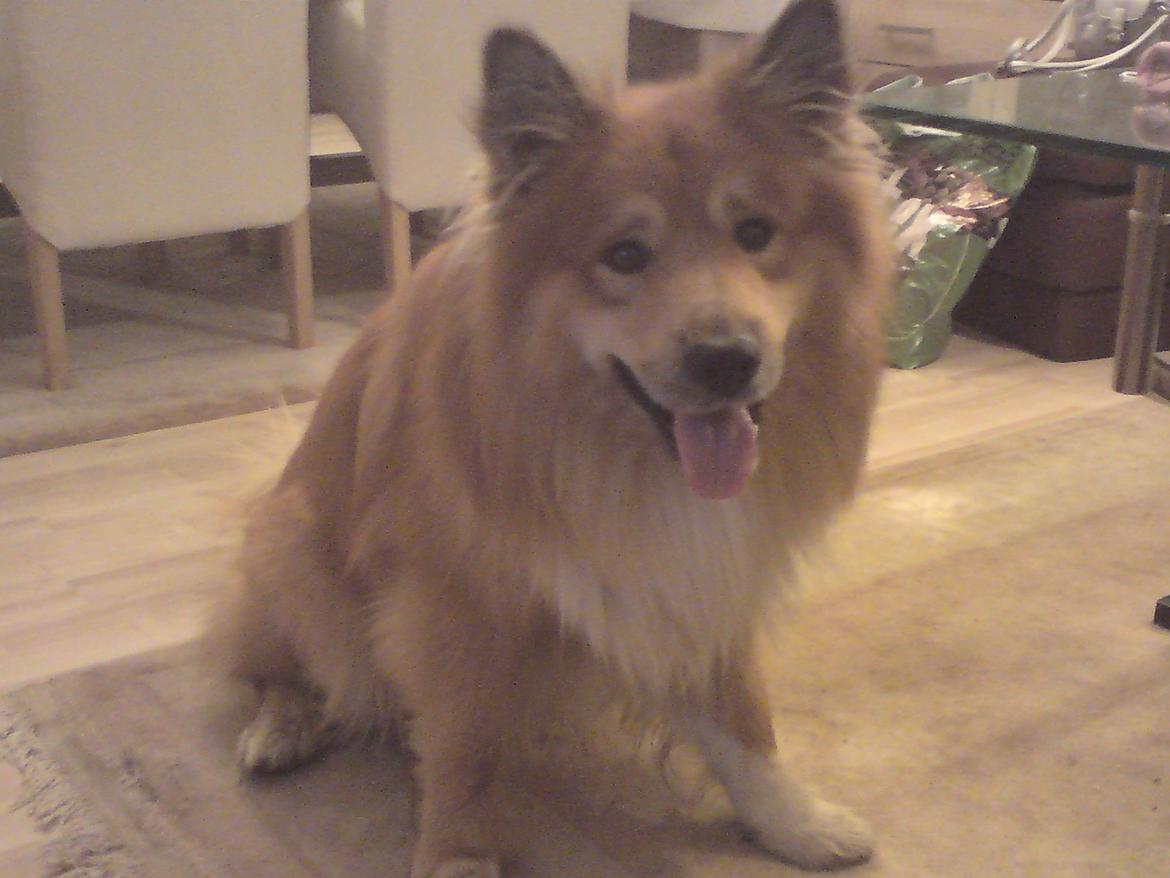 Islandsk fårehund Balto billede 5