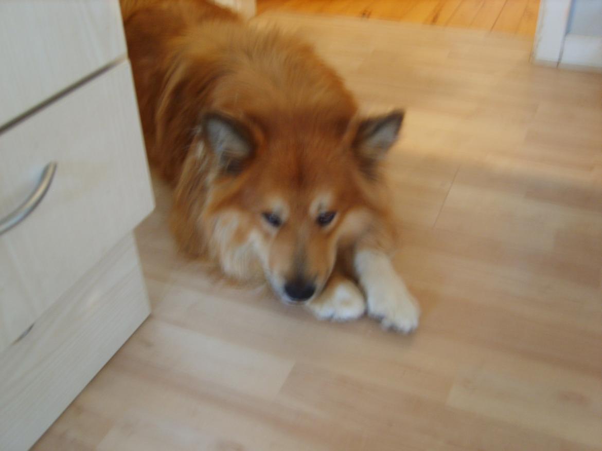 Islandsk fårehund Balto billede 6