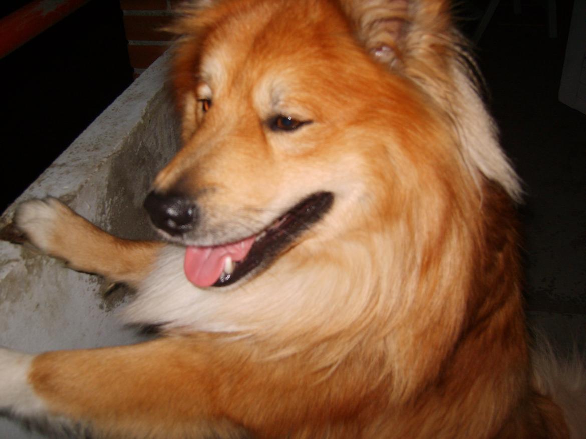 Islandsk fårehund Balto billede 7