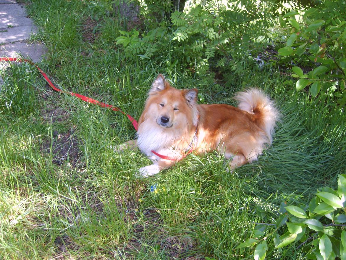 Islandsk fårehund Balto billede 8