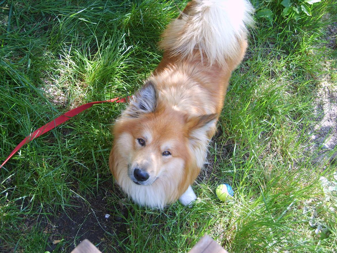 Islandsk fårehund Balto billede 9