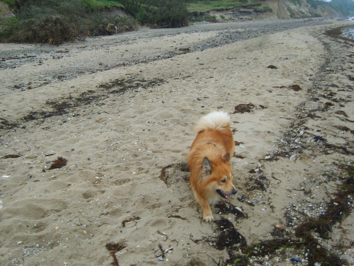Islandsk fårehund Balto billede 10