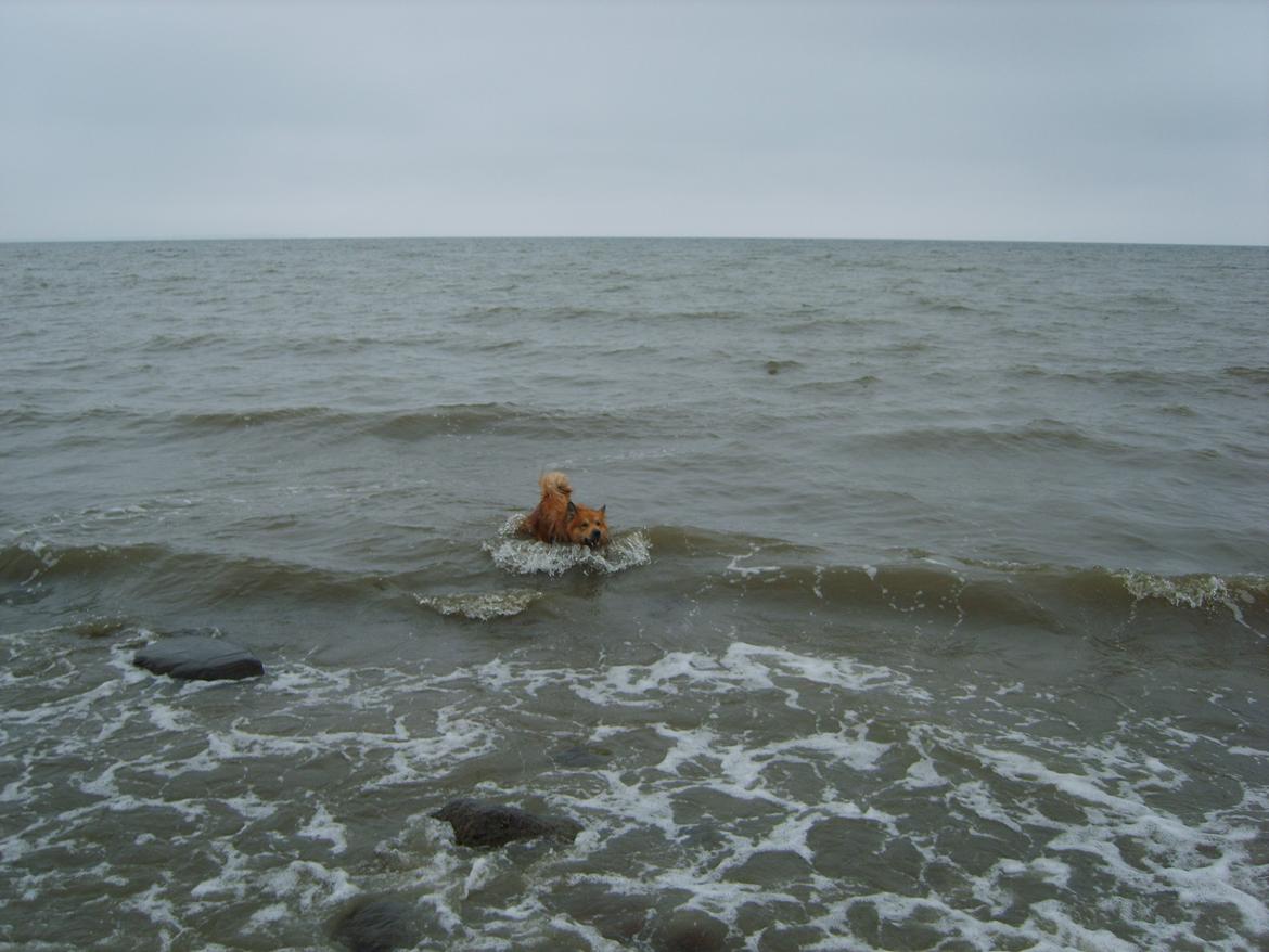 Islandsk fårehund Balto billede 11