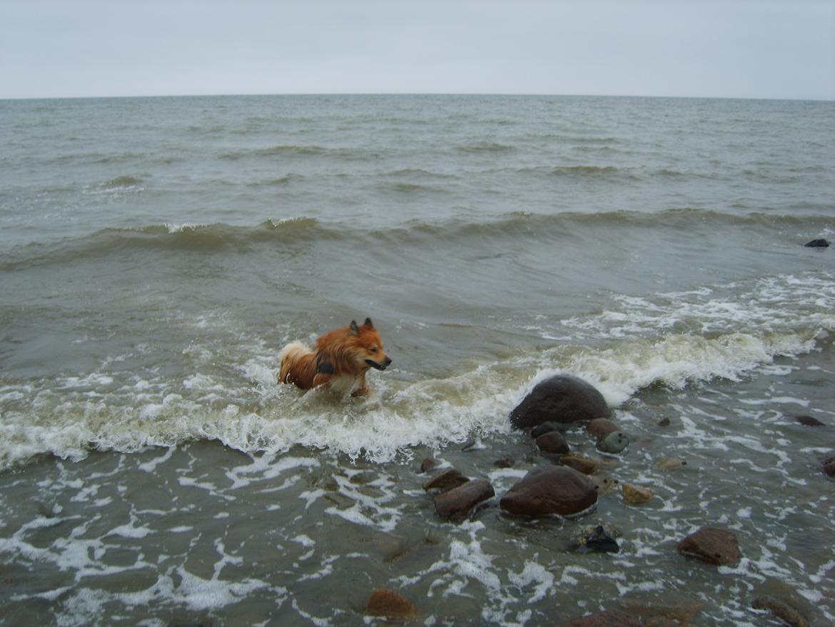 Islandsk fårehund Balto billede 12