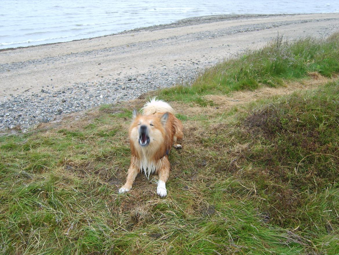 Islandsk fårehund Balto billede 13