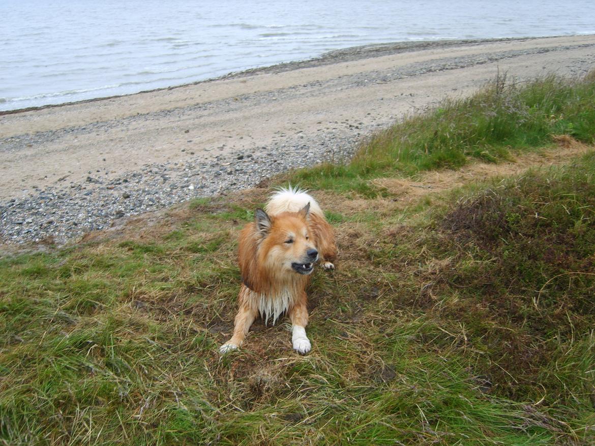 Islandsk fårehund Balto billede 14