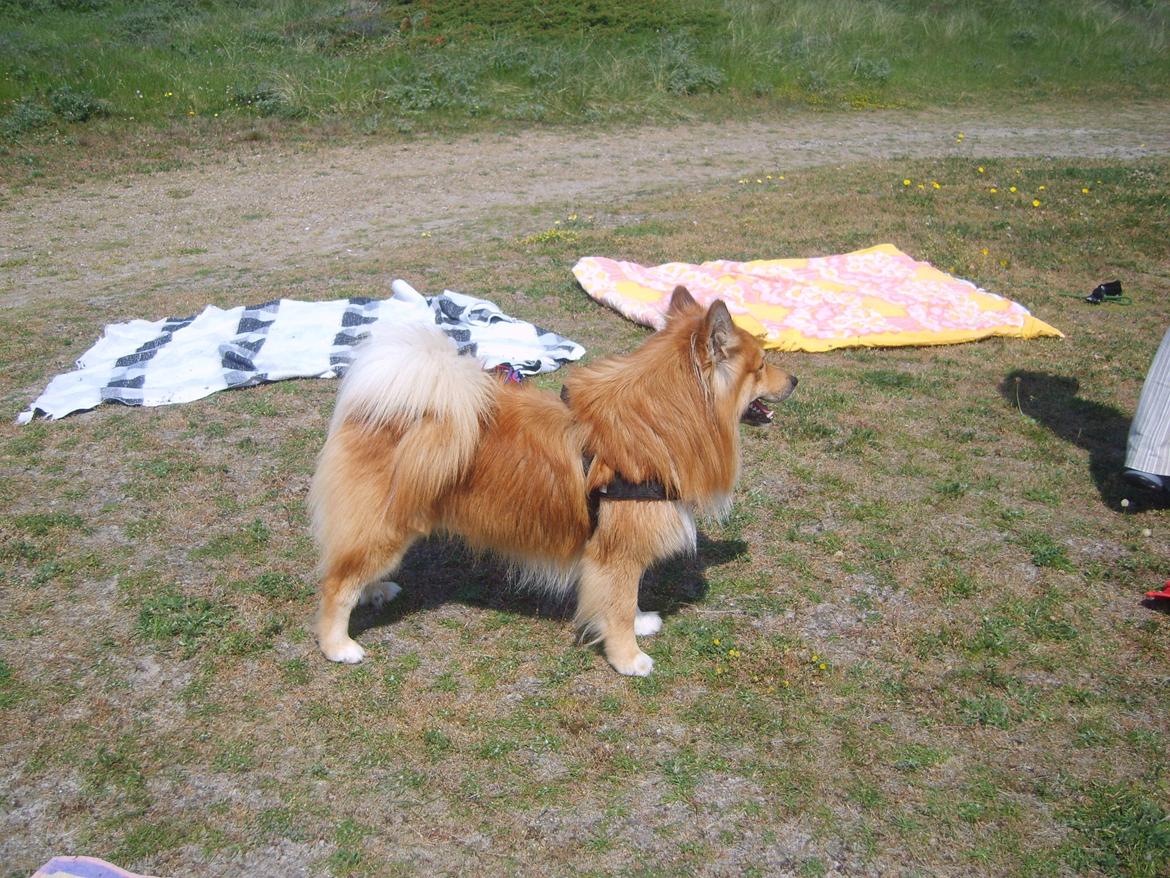 Islandsk fårehund Balto billede 15