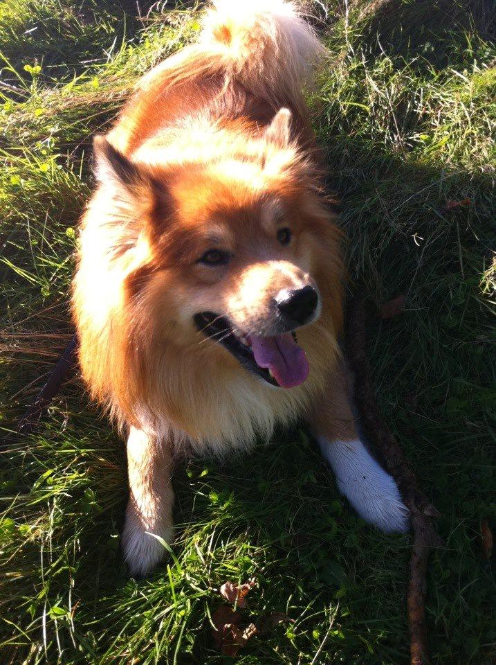 Islandsk fårehund Balto billede 16