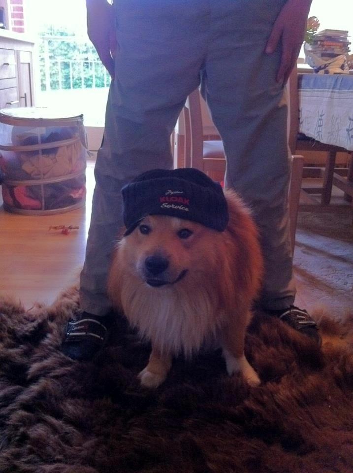 Islandsk fårehund Balto billede 17